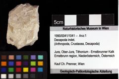 Foto (Objket + Etiketten) von Decapoda indet. 